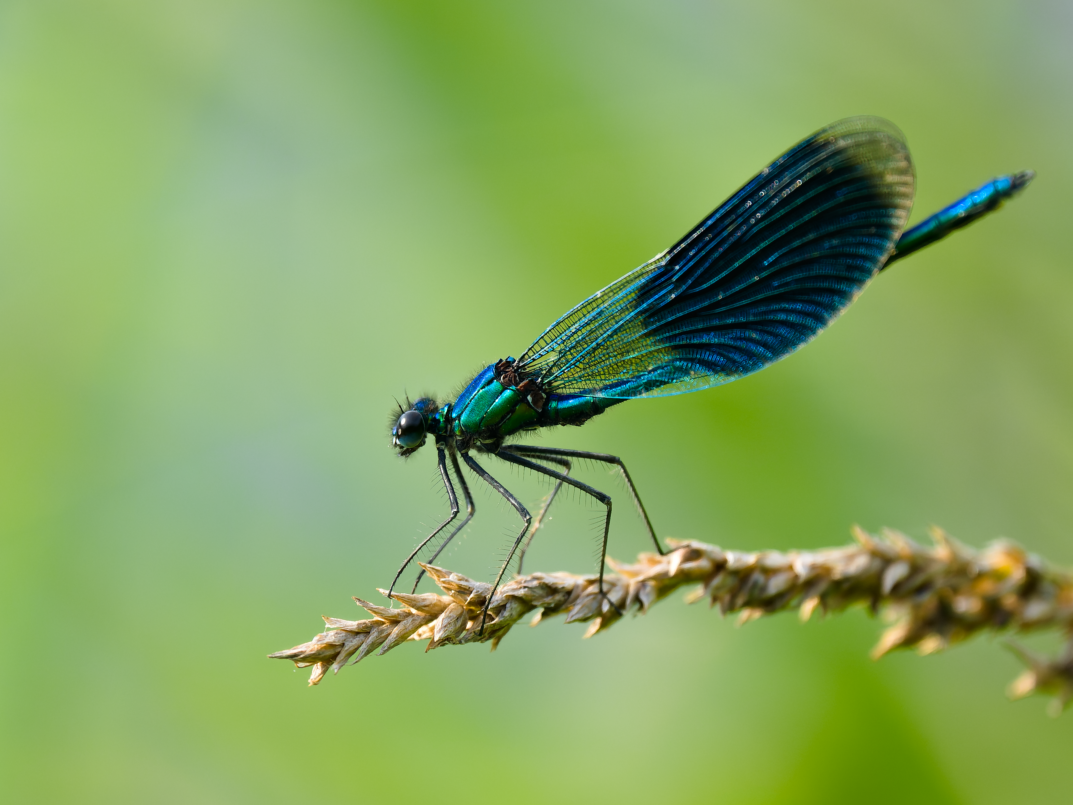 Demoiselle sur brin, 2022 1libellule_DSC7710-NEF_DxO_DeepPRIME.png