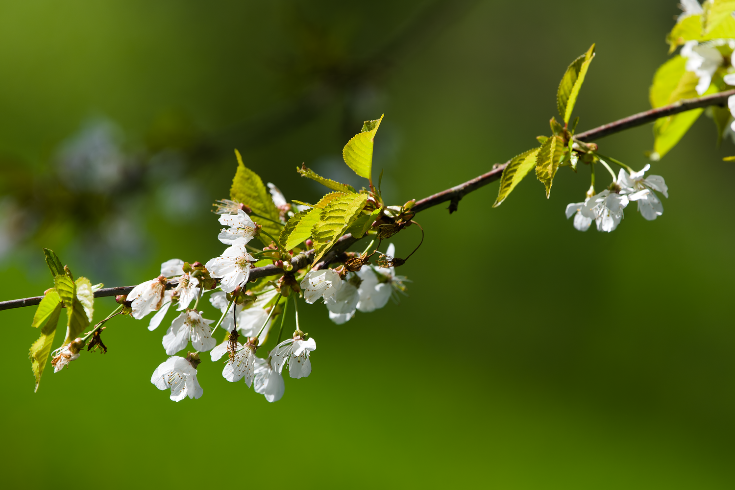 Printemps2024__DSC7702-NEF_DxO_DeepPRIME.png