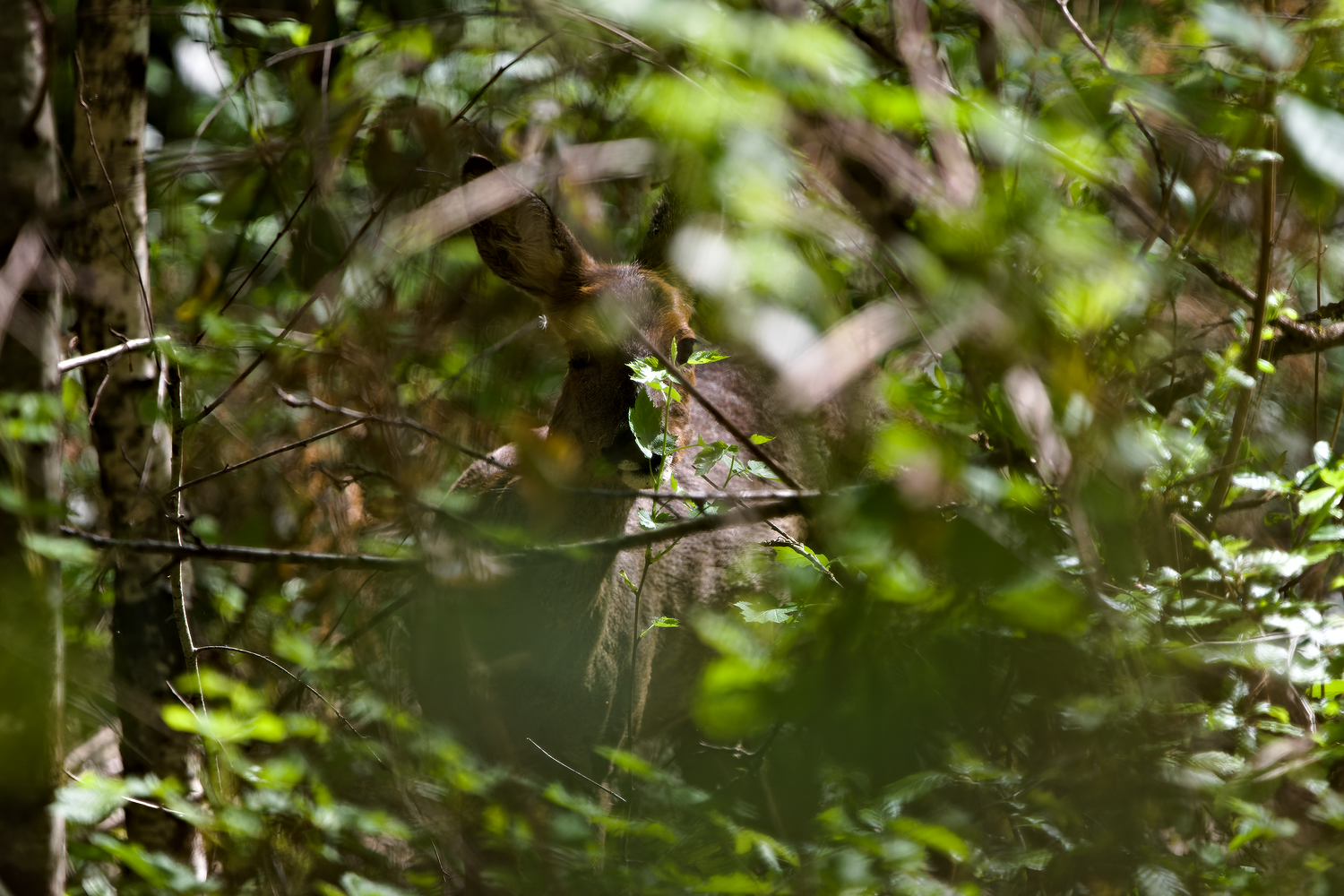 Printemps2024__DSC7960-NEF_DxO_DeepPRIME.png