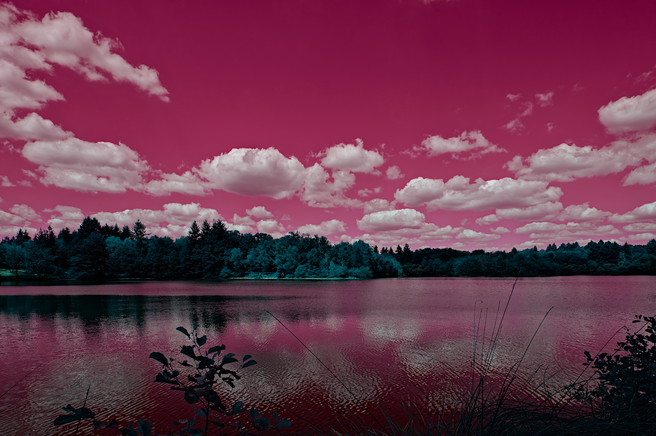 _DSC6464-NEF_DxO_DeepPRIMErenetpsychelowdef.jpg