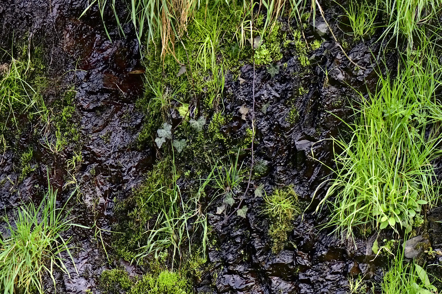 _DSC9992_murroches2.png