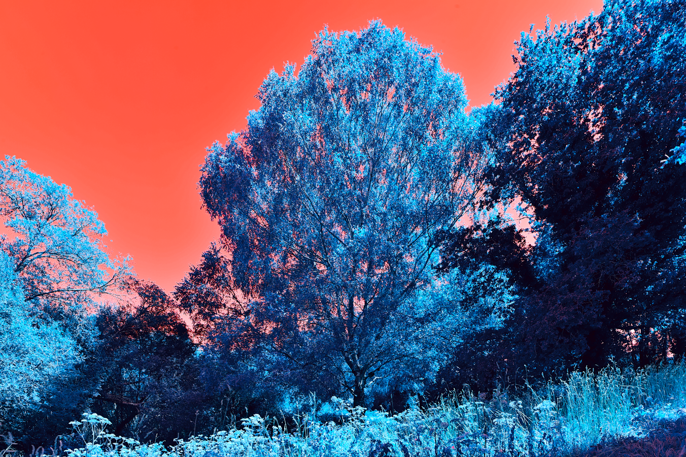 arbre_solennel_DSC8989psyche2lowdef.png
