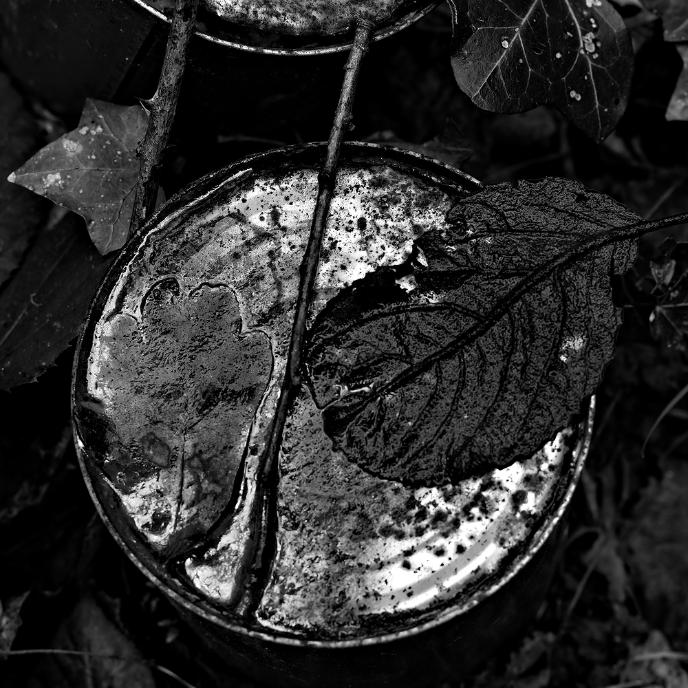 feuillesurboite_DSC9966-NEF_DxO_DeepPRIME.png
