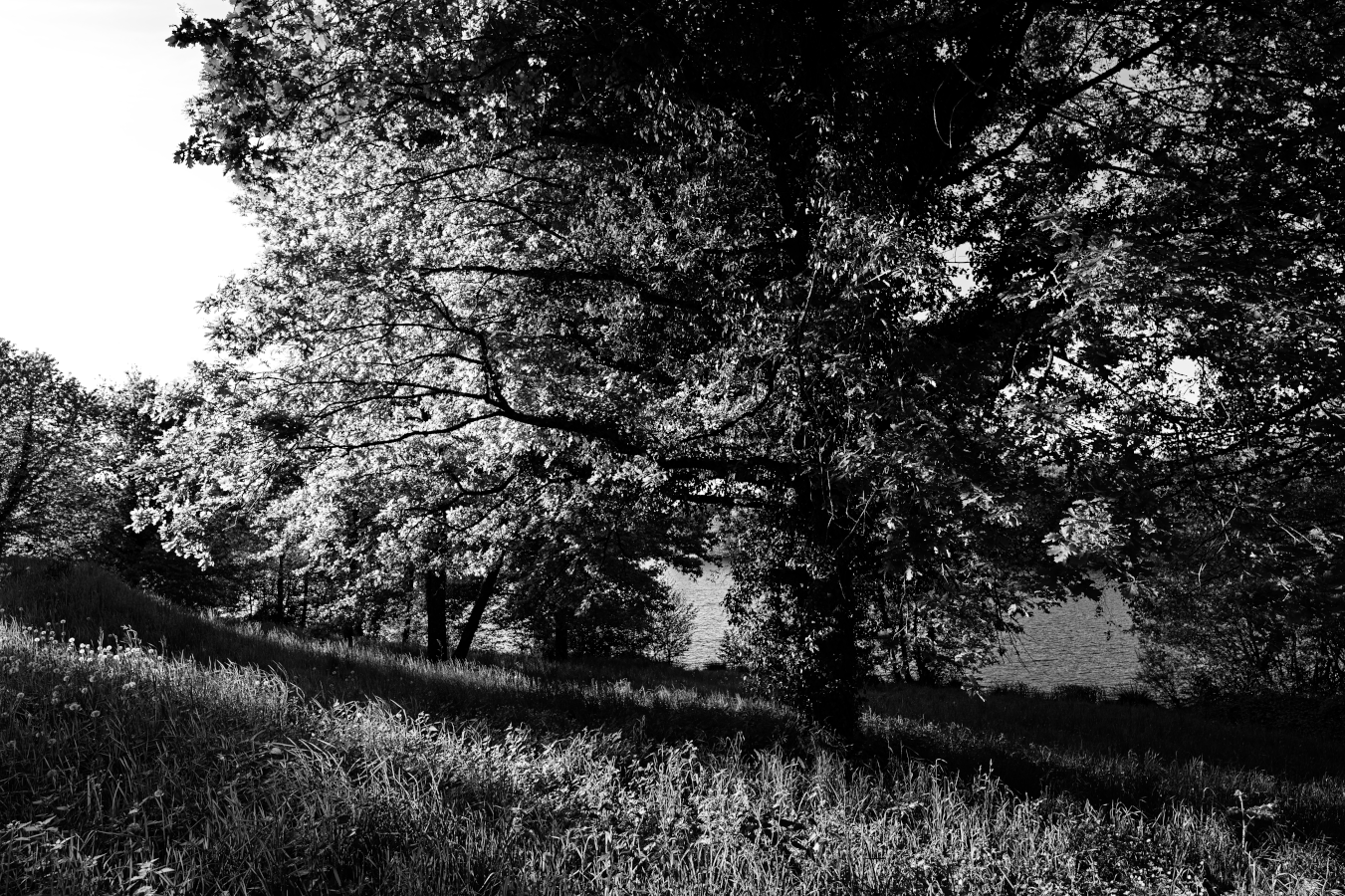 lelac_larbre_lumi_NB_DSC_6721-NEF_DxO_DeepPRIME.png