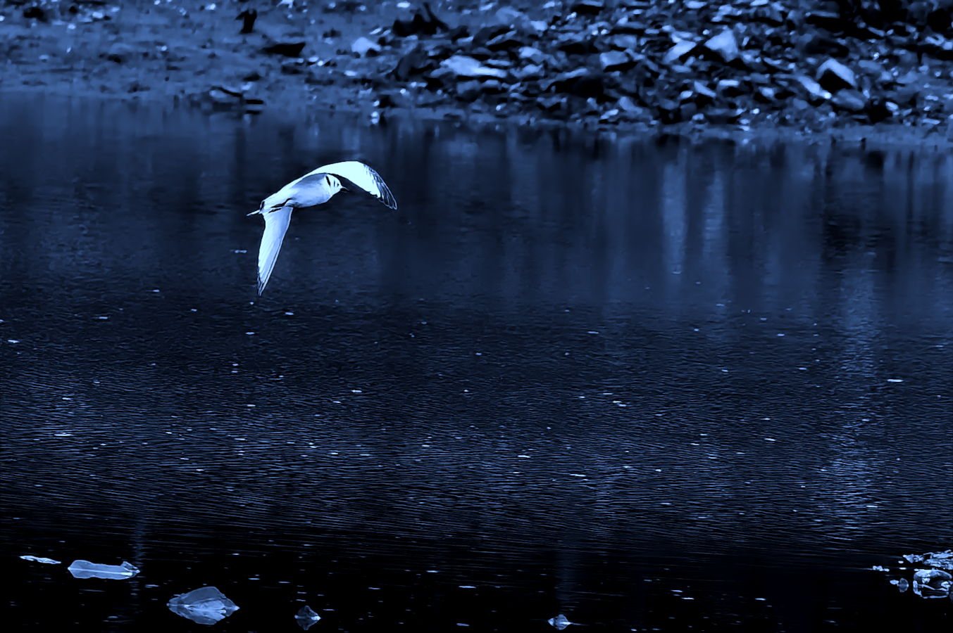 web_DSC2184-NEF_DxO_DeepPRIME_queloiseaupleinvol2GimpContrast.png