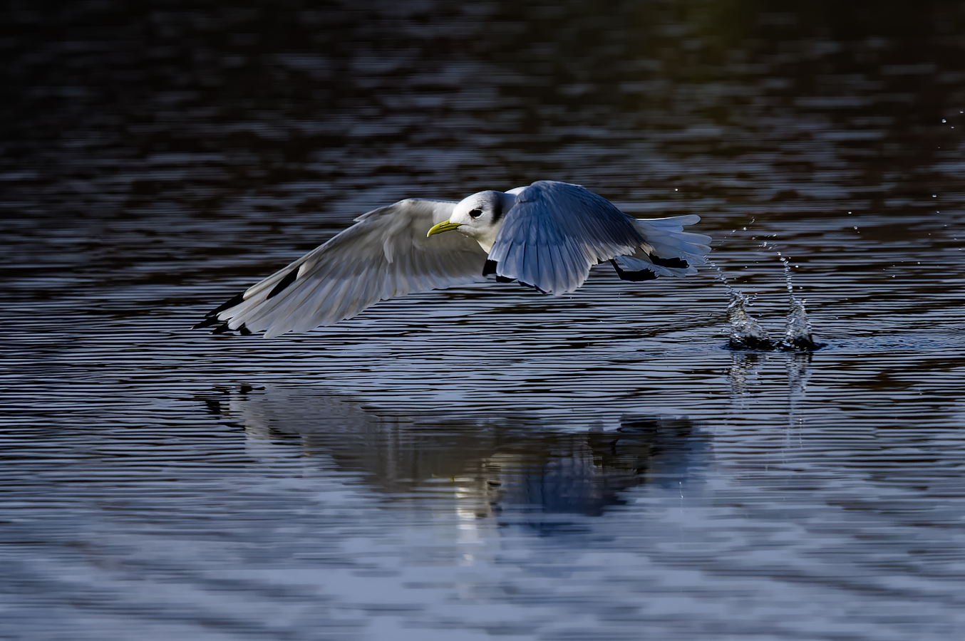 web_DSC2968-NEF_DxO_DeepPRIMEptetmouette_envol.png