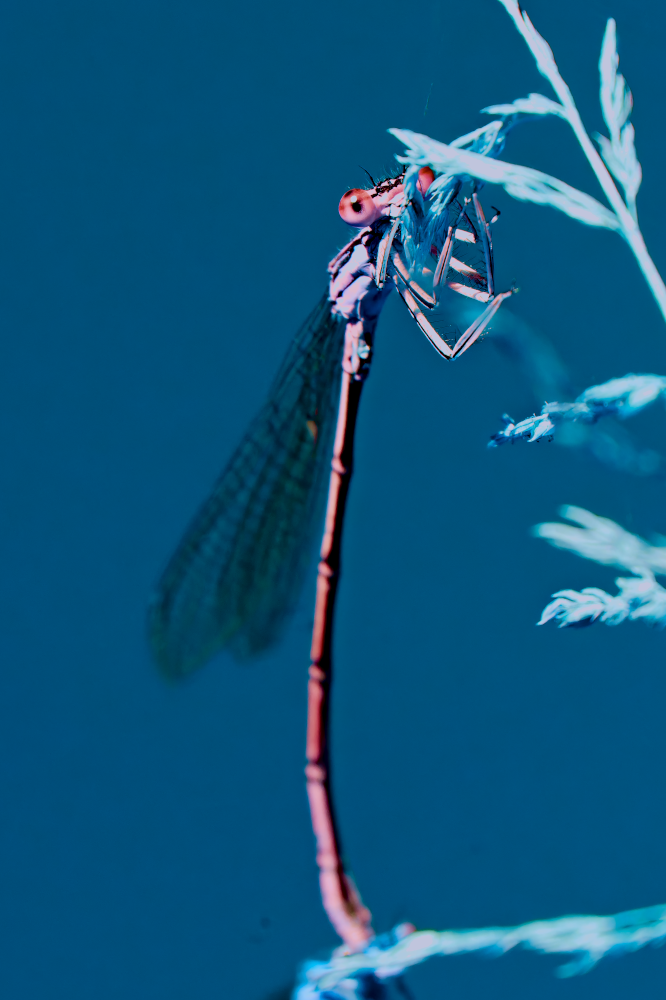web_agrion_oeilbleu_DSC5093-NEF_DxO_DeepPRIMEpsyche.png