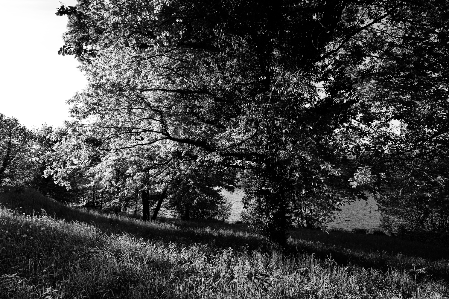web_lelac_larbre_lumi_NB_DSC_6721-NEF_DxO_DeepPRIME.png