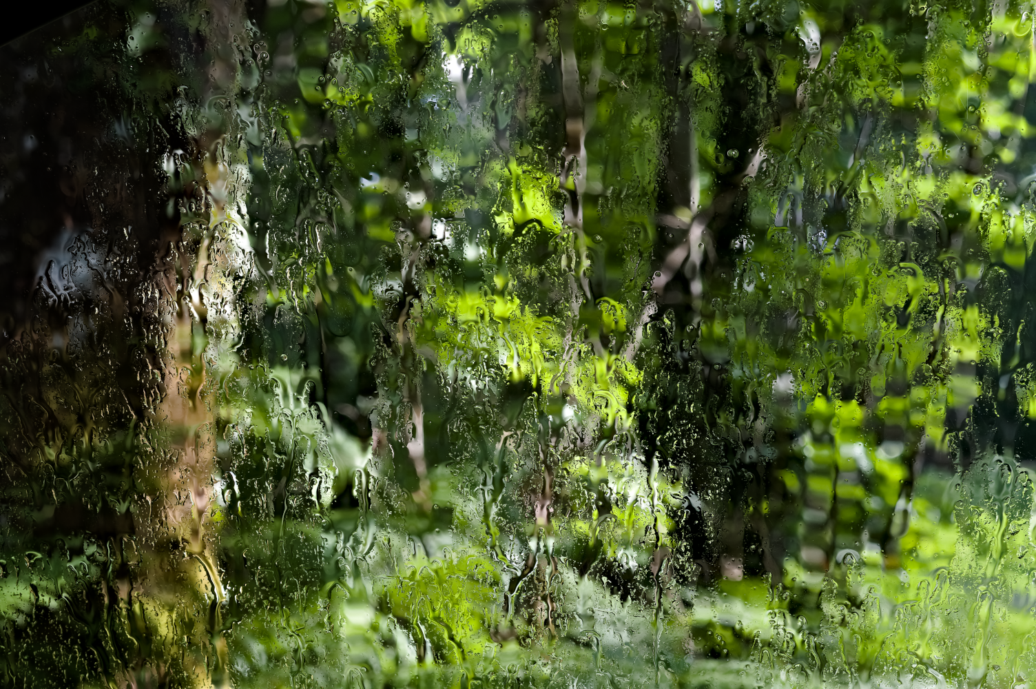 web_magnif_foret_lumi_derr_vitre_auto_pluie_DSC5872.png