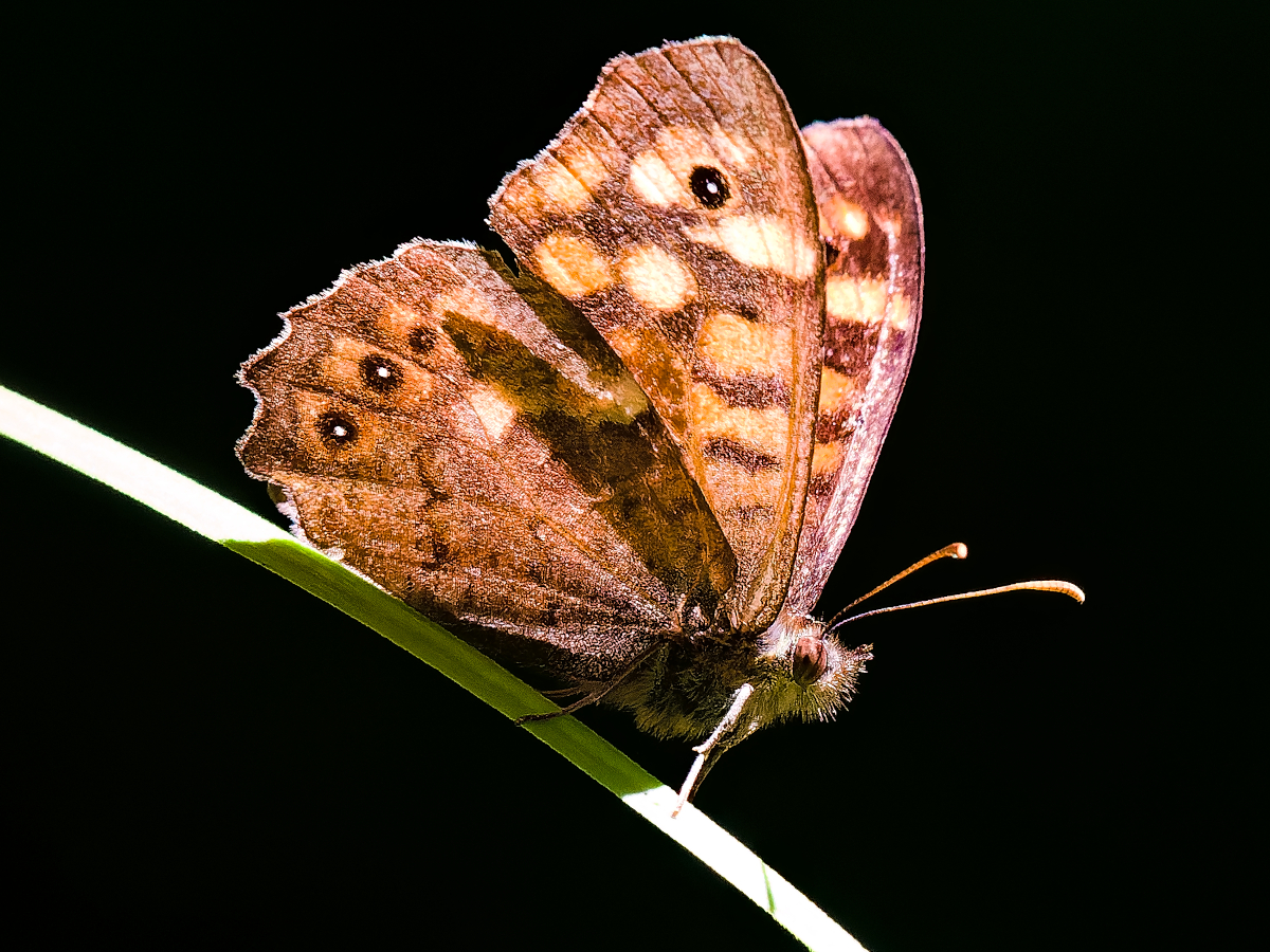 Contrejour de papillon, 2022 web_pap_cj_DSC_0977-NEF_DxO_DeepPRIME15x20_254dpi.jpg