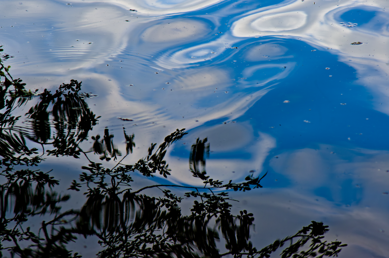 web_reflet_feuilles_ombre_dyn_lelacbleu_DSC5455-NEF_DxO_DeepPRIME.png