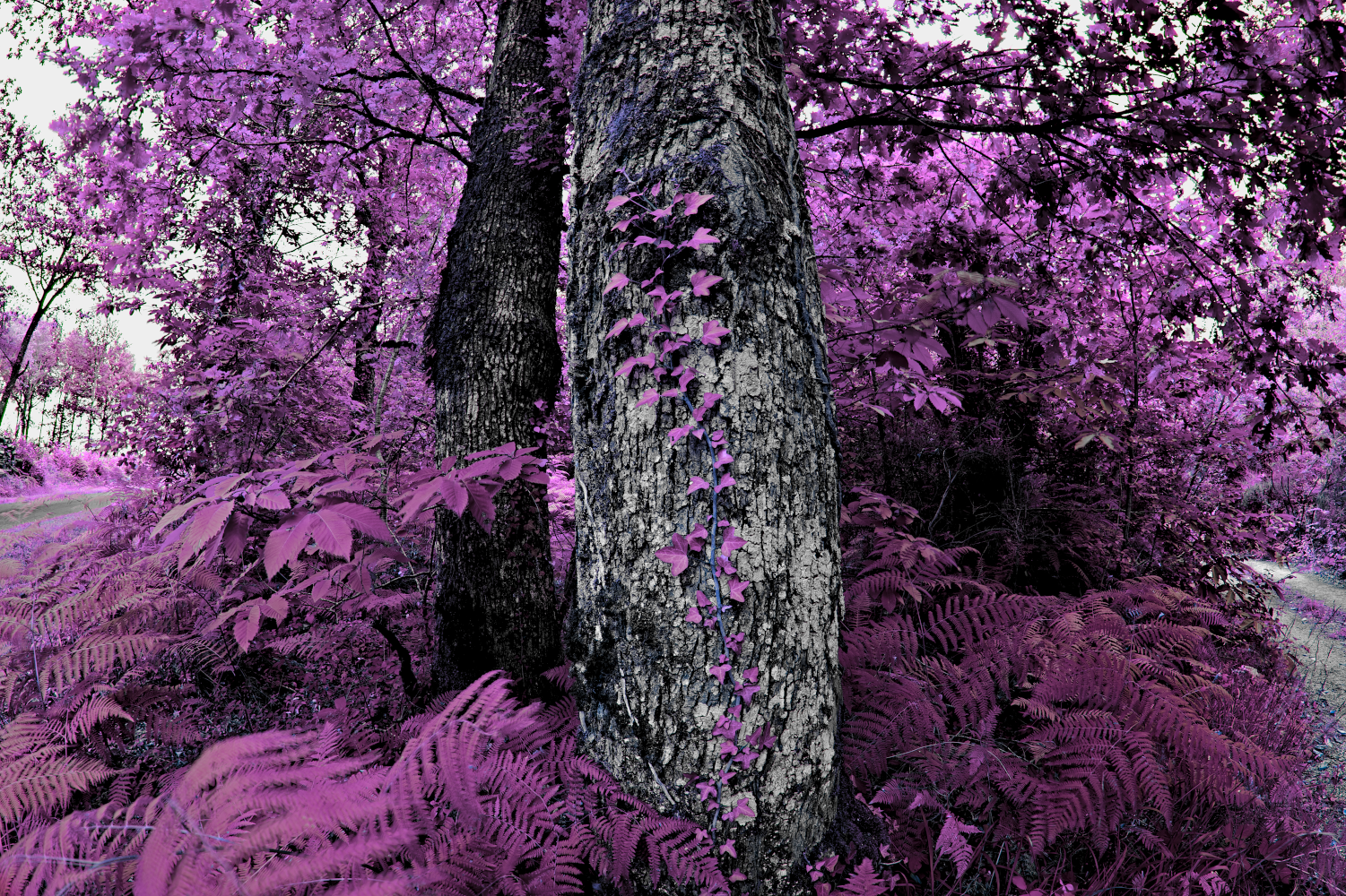 web_stack4x_arbreentréehome_DSC_0093-NEF_DxO_DeepPRIMEpsycherose.png