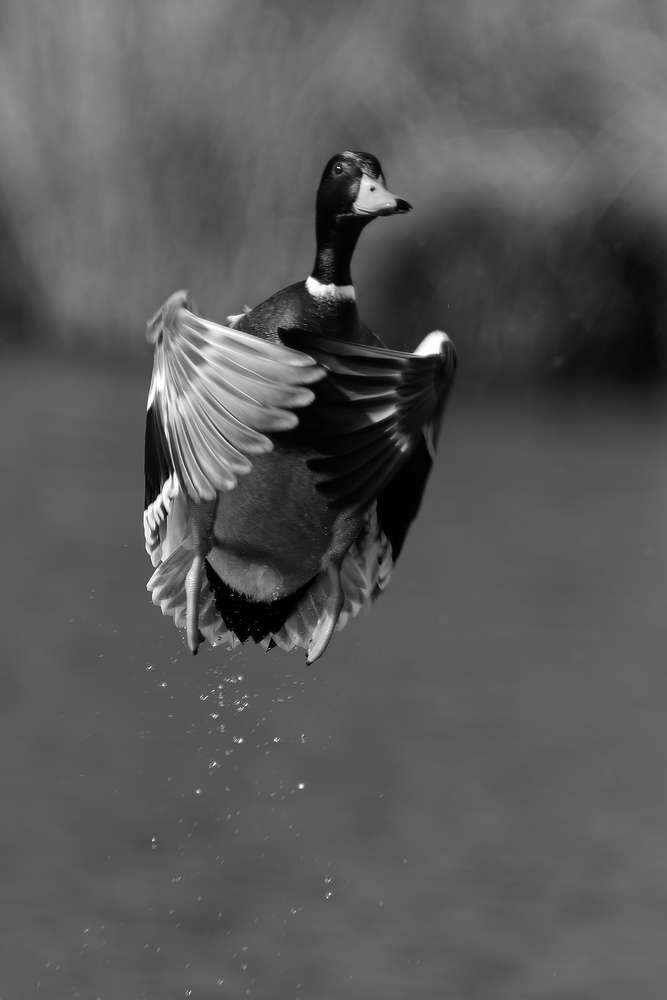 webcanardvol3_DSC0092-NEF_DxO_DeepPRIME.png