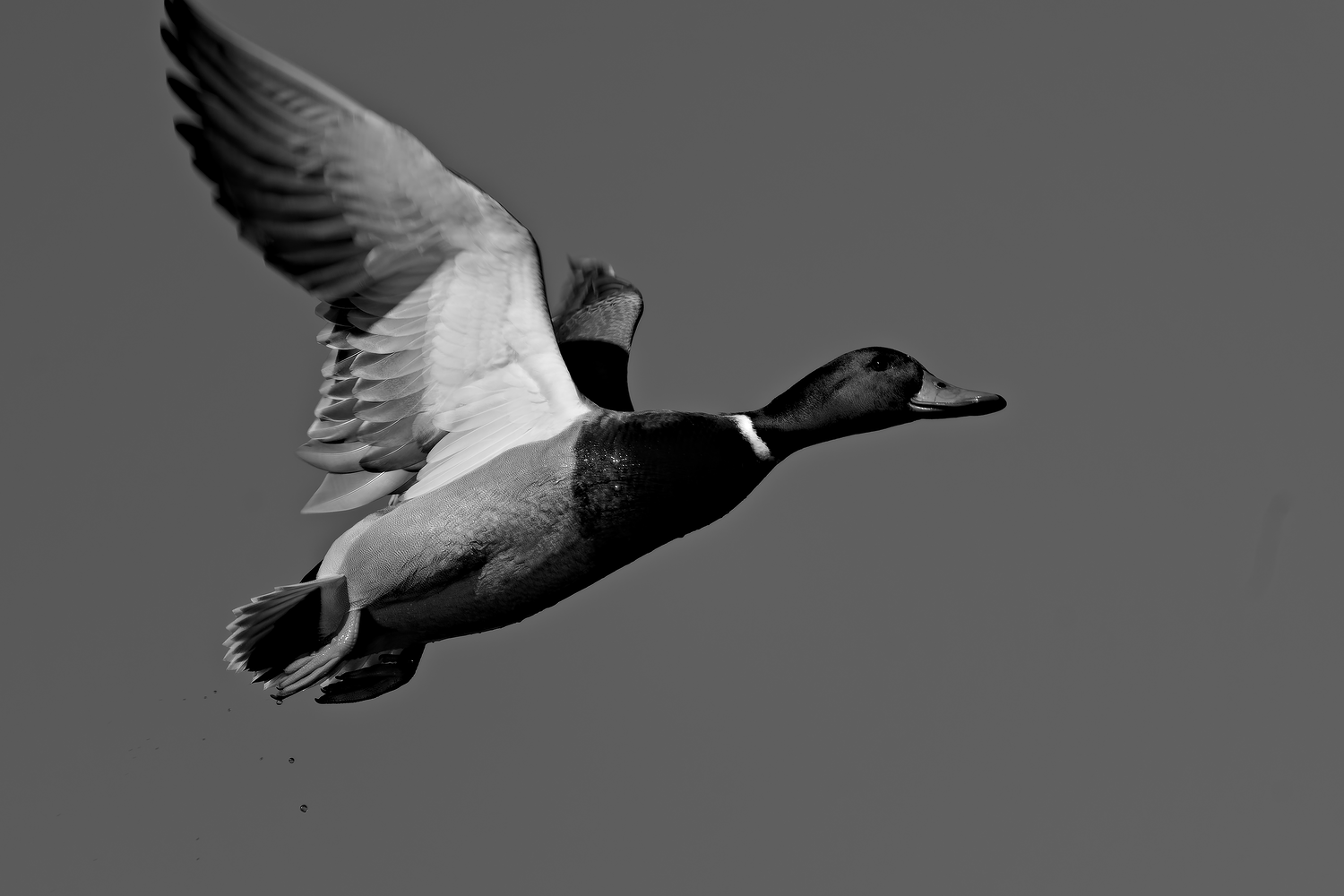 webcanardvol4_DSC0093-NEF_DxO_DeepPRIME.png