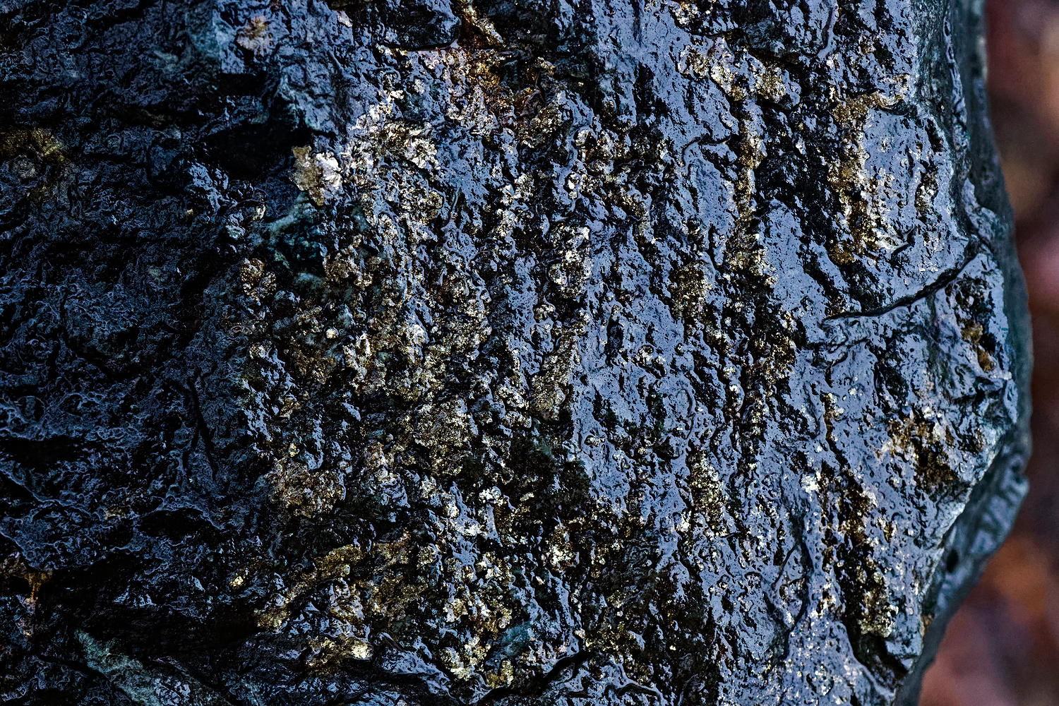 webroche_DSC9969-NEF_DxO_PRIME.png