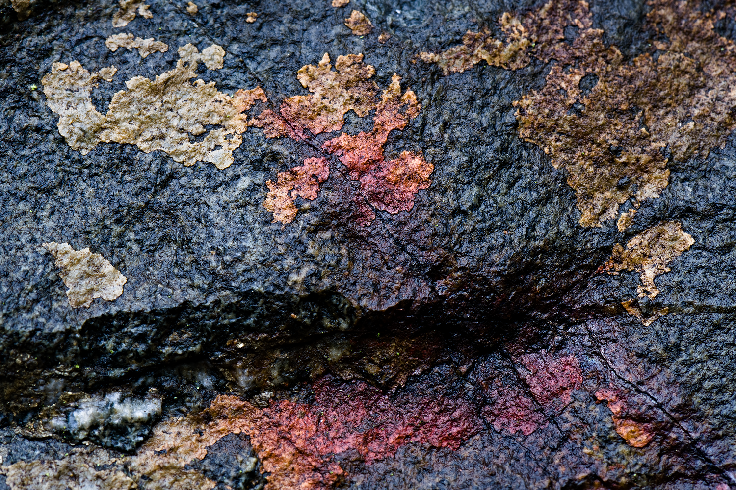 webroche_DSC9978-NEF_DxO_PRIME.png